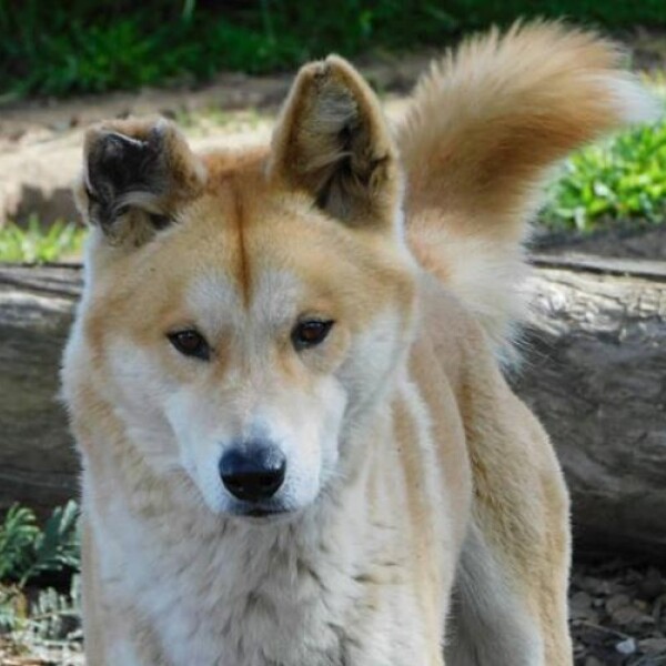 dingo