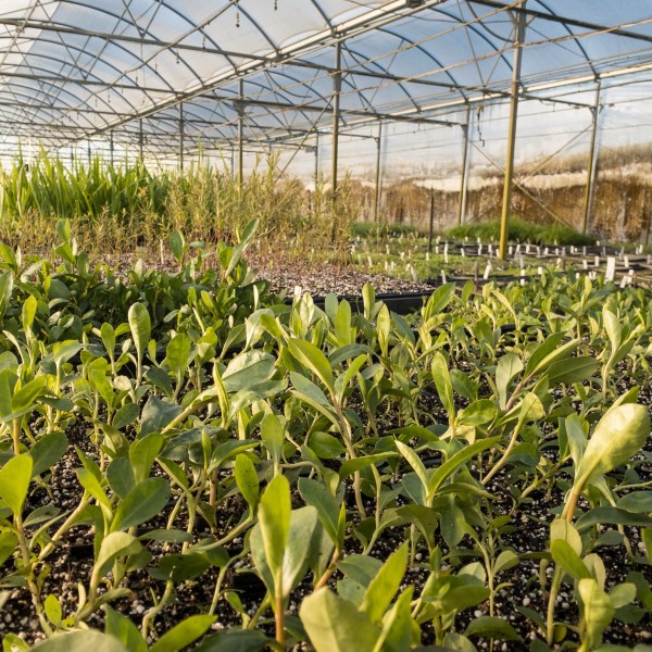 Inside the greenhouse at Downes Wholesale Nursery