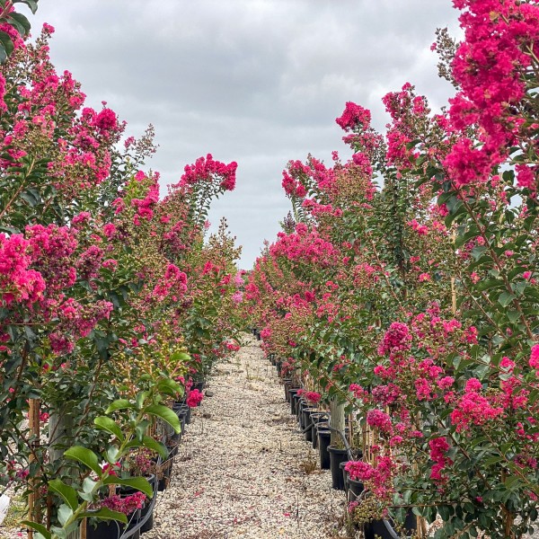 Rows of flowering plants at Downes Wholsale Nursery