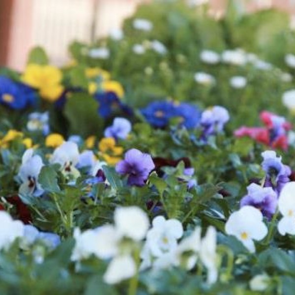 Fresh Flowers at Mowbray Park Produce