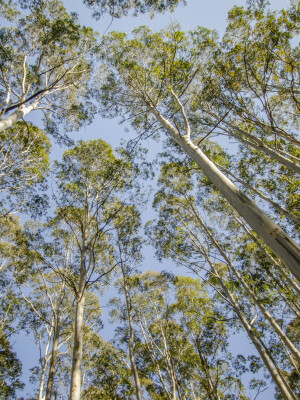 Couridjah Corridor Walk